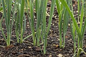 ALLIUM PORRUM WINTER BANDIT