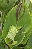 CANNA CLEOPATRA