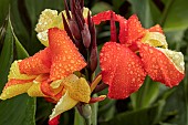 CANNA CLEOPATRA