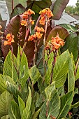 CANNA PRETORIA