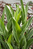 CANNA STRIATA