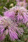 CENTAUREA AMERICANA