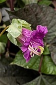 COBEA SCANDENS