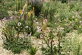 ARID FLOWER BED CONDITIONS