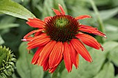 Echinacea purpurea Lacota Red Hombre