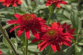 ECHINACEA SUNNY DAYS RUBY