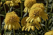 ECHINACEA SUNNY DAYS LEMON