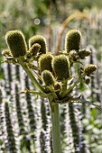 ERYNGIUM AGAVIFOLIUM