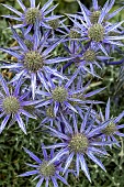 ERYNGIUM BOURGATII