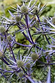 ERYNGIUM BOURGATII