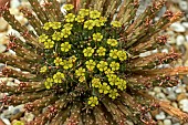 EUPHORBIA FLANAGANNII