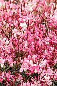 GAURA WALBERTONS FLAMINGO