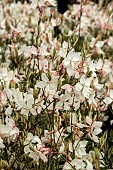 GAURA WALBERTONS GOLD FOUNTAIN