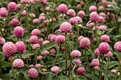 GOMPHRENA GLOBOSA