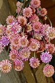 GOMPHRENA GLOBOSA