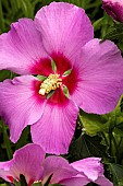 HIBISCUS WALBERTONS ROSE MOON