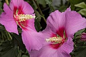 HIBISCUS WALBERTONS ROSE MOON