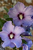 HIBISCUS SYRIACUS BLUE BIRD