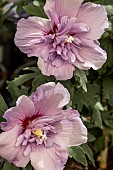 HIBISCUS SYRIACUS BLUE CHIFFON