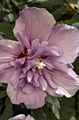 HIBISCUS SYRIACUS BLUE CHIFFON