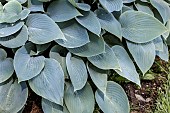 HOSTA HALCYON