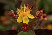 HYPERICUM MACLARENII MIRACLE NIGHT (ALLMADNE)