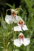 IMPATIENS TINCTORIA