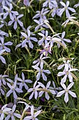 ISOTOMA AXILLARIS BLUE STAR