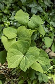 JEFFERSONIA DIPHYLLA