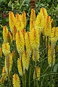 KNIPHOFIA TOFFEE NOSED