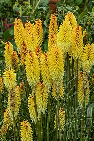 KNIPHOFIA_TOFFEE_NOSED