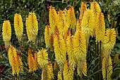 KNIPHOFIA TOFFEE NOSED