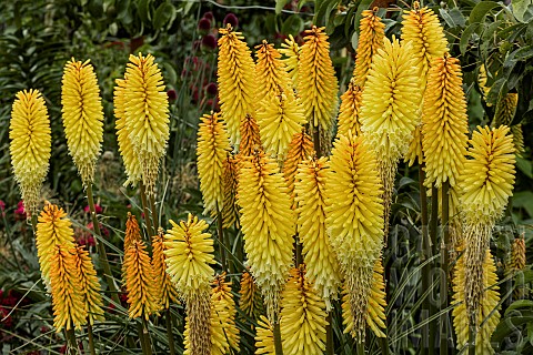 KNIPHOFIA_TOFFEE_NOSED