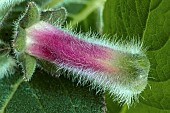 KOHLERIA WARSZEWICZII