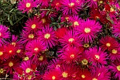 LAMPRANTHUS TRESCO BRILLIANT