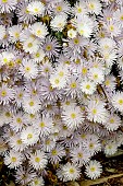 LAMPRANTHUS SPECTABILIS IVORY WHITE