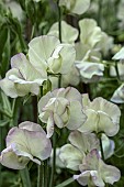 LATHYRUS ODORATUS HI SCENT