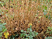 COPPICED CORYLUS AVELLANA (YEAR 1)