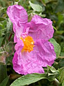 CISTUS PULVERULENTUS