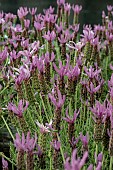 LAVANDULA PEDUNCULATA  LUSI PURPLE
