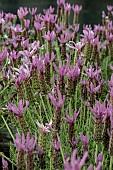 LAVANDULA PEDUNCULATA  LUSI PURPLE