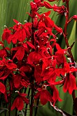 LOBELIA CARDINALIS STARSHIP SCARLET