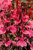 LOBELIA X SPECIOSA STARSHIP DEEP ROSE