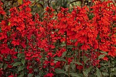 LOBELIA X SPECIOSA STARSHIP DEEP SCARLET