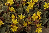 LYSIMACHIA CONGESTIFLORA MIDNIGHT SUN