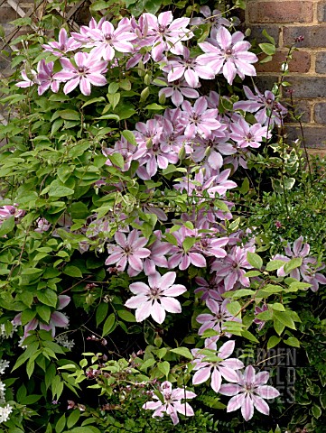 CLEMATIS_NELLY_MOSER
