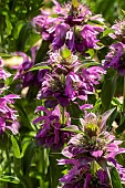 MONARDA LAMBADA
