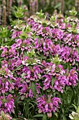 MONARDA LAMBADA