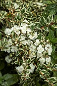 MYRTUS COMMUNIS VARIEGATA