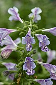 NEPETA BLUE DRAGON